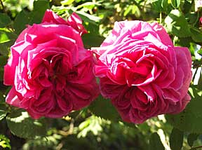 Impressionen aus meinem Rosengarten, Bild Nr.2