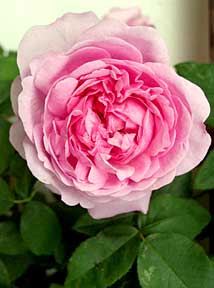 Impressionen aus meinem Rosengarten, Bild Nr.4