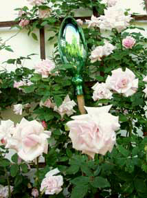 Impressionen aus meinem Rosengarten, Bild Nr.7